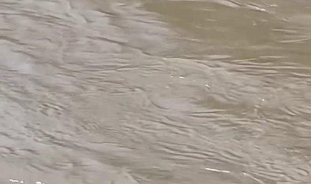 Karabük'te su samurları görüntülendi