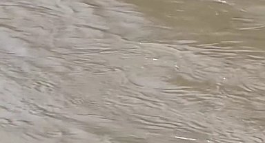 Karabük'te su samurları görüntülendi