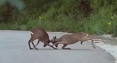 Karacaların kavgası kamerada