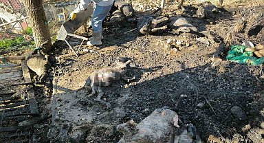 Karaman'da çıkan yangında 11 küçükbaş hayvan telef oldu