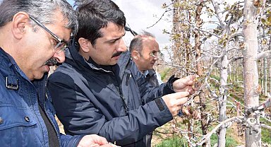 Karapınar'da zirai don sonrası tarım alanlarında incelemelerde bulundu