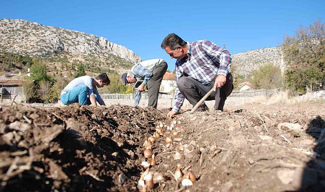 Kardelen soğanlarının doğadan sökümü yasaklandı