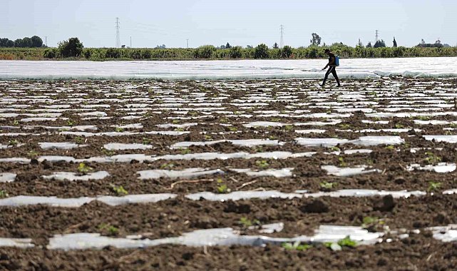 Karpuz üretiminin lideri Adana'da çiftçiler 10 lira fiyat bekliyor
