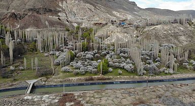 Kars'ta çiçek açan kayısı ağaçları görenleri büyülüyor