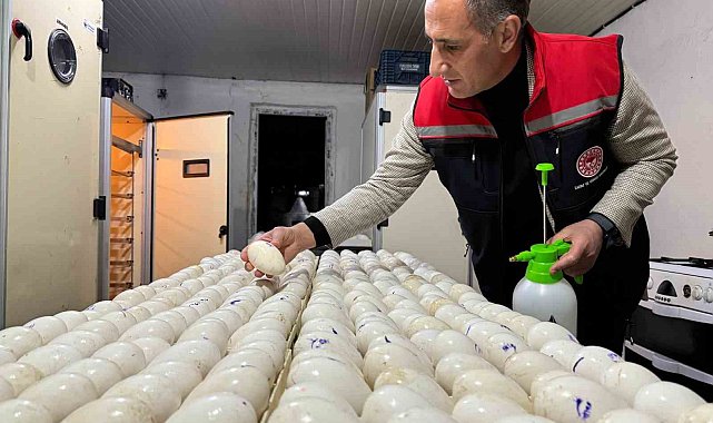 Kars'ta kaz yetiştiriciliğinde yeni dönem başlıyor