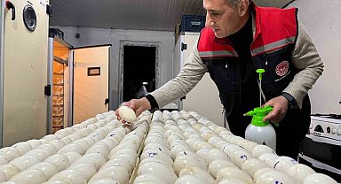 Kars'ta kaz yetiştiriciliğinde yeni dönem başlıyor