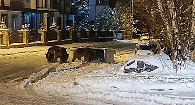 Kars'ta sokaklarda yiyecek arayan ayılar kamerada