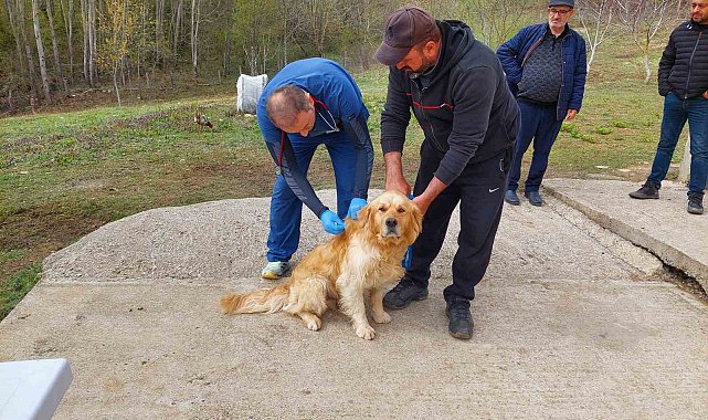 Kastamonu'daki sahipli köpekler mikroçiple kimliklendiriliyor