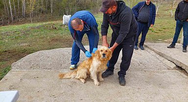 Kastamonu'daki sahipli köpekler mikroçiple kimliklendiriliyor