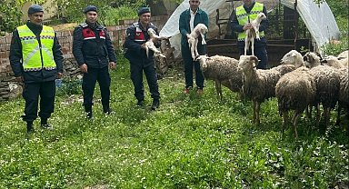 Kaybolan 13 koyun jandarma ekiplerince bulundu