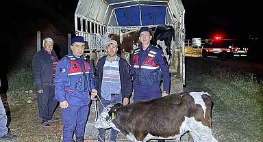 Kayıp hayvanları jandarma buldu