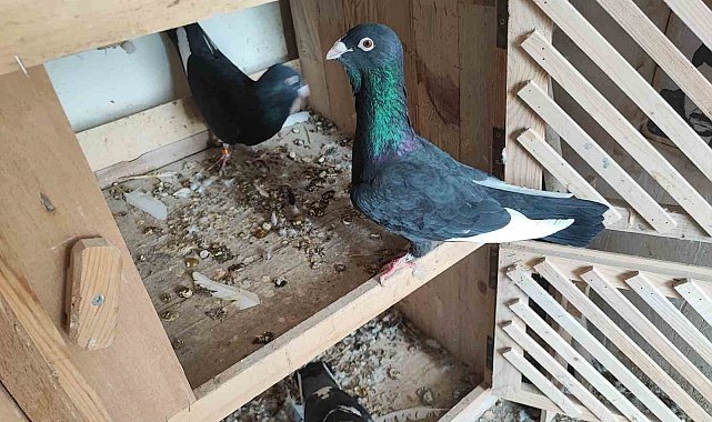 Kayıp iki güvercini bulana 20 bin lira ödül