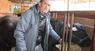 Kaymak talebi çok, yeterli manda yok