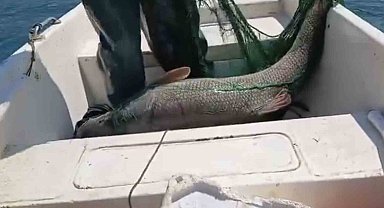 Keban Baraj Gölünde 72 kiloluk dev turna balığı yakalandı