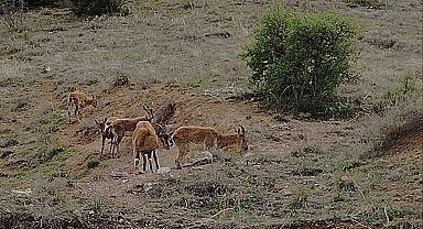 Keban'da koruma altındaki dağ keçileri sürü halinde görüntülendi