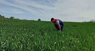 Keşan'da süne sürvey çalışmaları devam ediyor