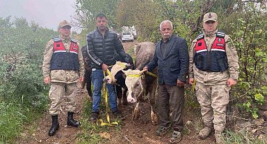 Kilis'te büyükbaş hayvan hırsızlığı şüphelisi 2 şahıs yakalandı