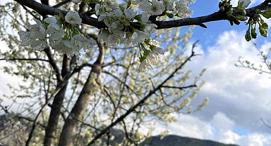 Kiraz ağaçları çiçek açtı