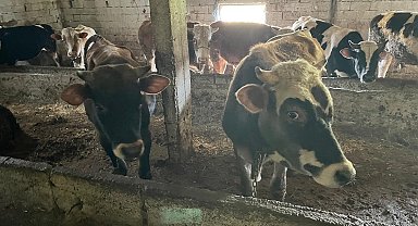 Kırklareli'nde 12 kaçak hayvan yakalandı