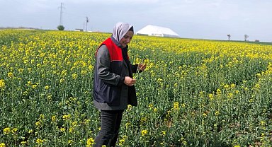 Kırklareli'nde kanola ve hububat tarlaları incelendi