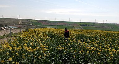 Kırklareli'nde zirai dona karşı hasar tespit başladı