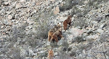 Kış uykusundan uyanan ayı ailesini görüntüledi