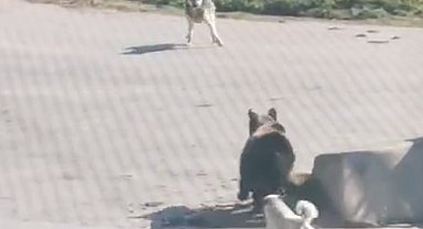 Kış uykusundan uyanıp köye inen ayıyı köpekler kovaladı: O anlar kamerada