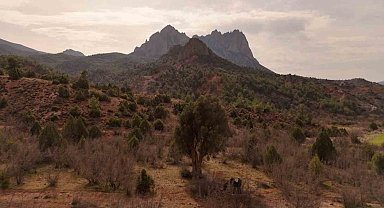 Köklerini 8 asırdır Eskişehir topraklarına salan zeytin ağacı özenle korunuyor