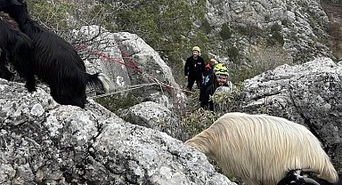 Konya'da dağlık alanda kaybolan 50 keçiden 20'sini kurtlar telef etti