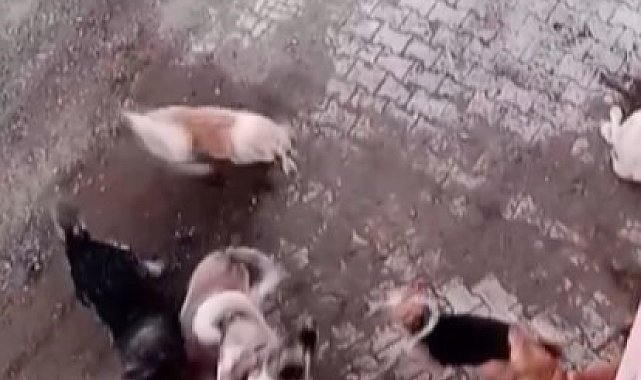 Köpekler arasında yaşanan korkutan boğuşma kamerada