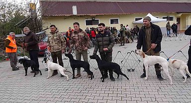 Köpekler en gözde özellikleriyle yarıştı