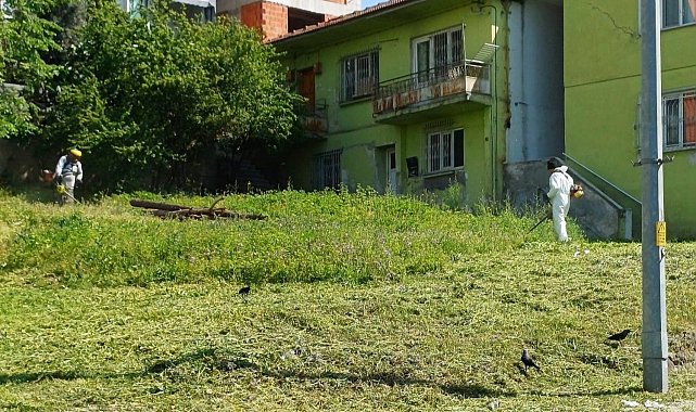 Körfez'de yabani otlarla mücadele sürüyor
