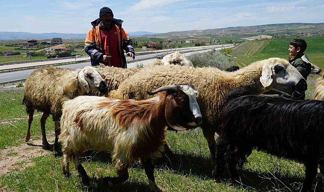 Küçükbaş hayvanların peşinde geçen ömür: "Çocuklarımız gibi bakıyoruz"
