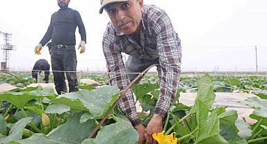 Kuraklık nedeniyle hasadına geç başlanan kabak tarladan 50 TL'den alıcı buluyor