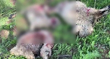 Kurtlar sürüye saldırdı: 10 küçükbaş telef oldu, 30'u ise yaralandı
