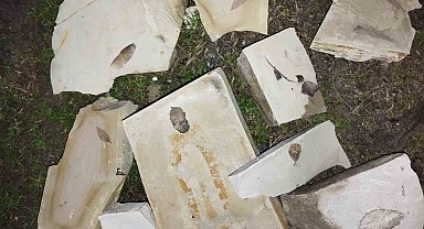 Kuşadası'nda 15 milyon yıllık yaprak fosili bulundu