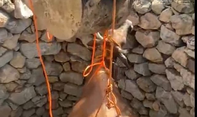 Kuyuya düşen inek iş makinesine bağlanan halatla çıkartıldı