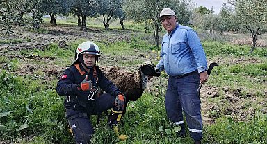 Kuyuya düşen koyunu itfaiye kurtardı