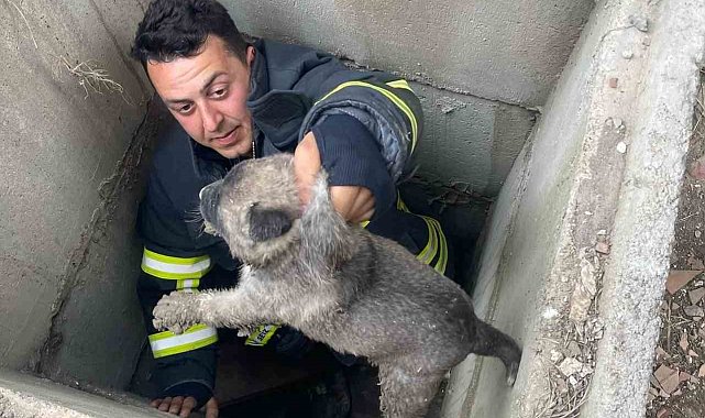 Kuyuya düşen yavru köpekleri itfaiye kurtardı