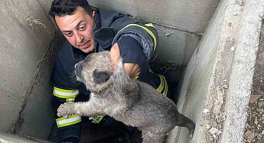 Kuyuya düşen yavru köpekleri itfaiye kurtardı