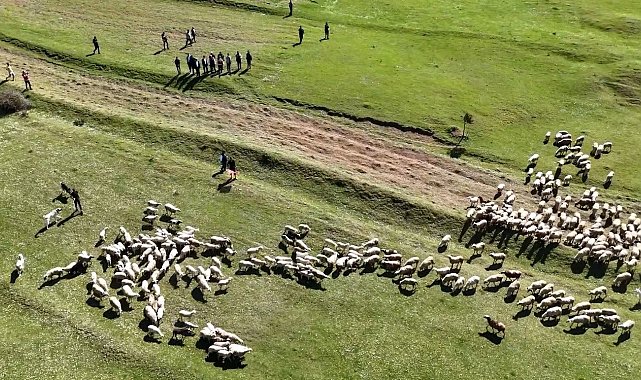 Kuzuların anneleriyle buluşması renkli görüntülere sahne oldu