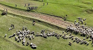 Kuzuların anneleriyle buluşması renkli görüntülere sahne oldu