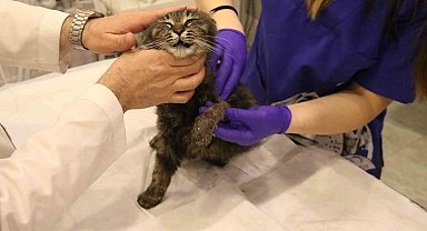 Lastikle patisi bağlanan kedi ayağını kaybedebilir