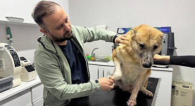 Leishmaniasis hastalığı köpeklerde kalıcı etki bırakıyor