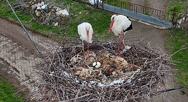 Leylekler bu sefer baharı değil kışı getirdi