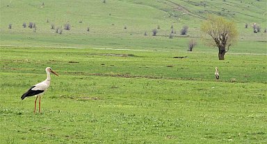 Leylekler Muş Ovası'na döndü
