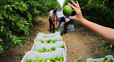 Limonda stokçuların oyunu ortaya çıktı
