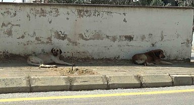 Mahalle sakinleri başıboş köpeklerden tedirgin
