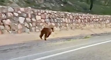 Malatya'da yola çıkan ayı kameraya yansıdı