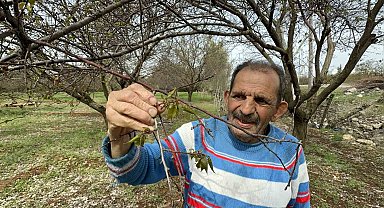 Malatya'da zirai don meyve ağaçlarını vurdu
